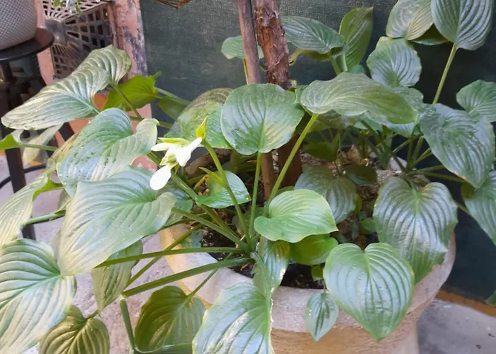 Shadowlily Budapeszt