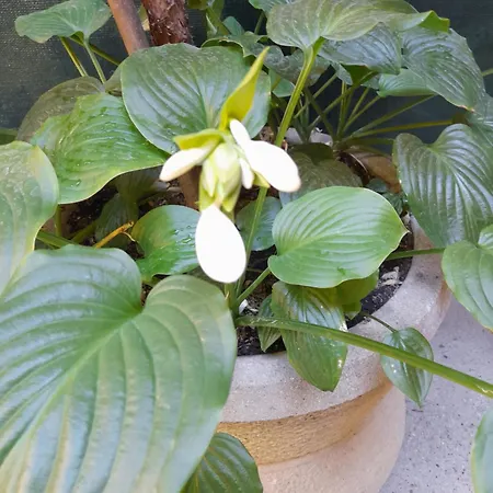 Shadowlily *