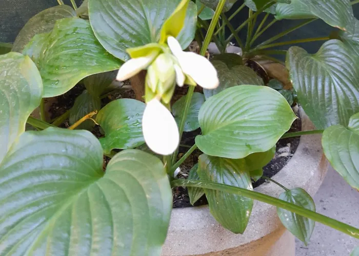 Shadowlily *